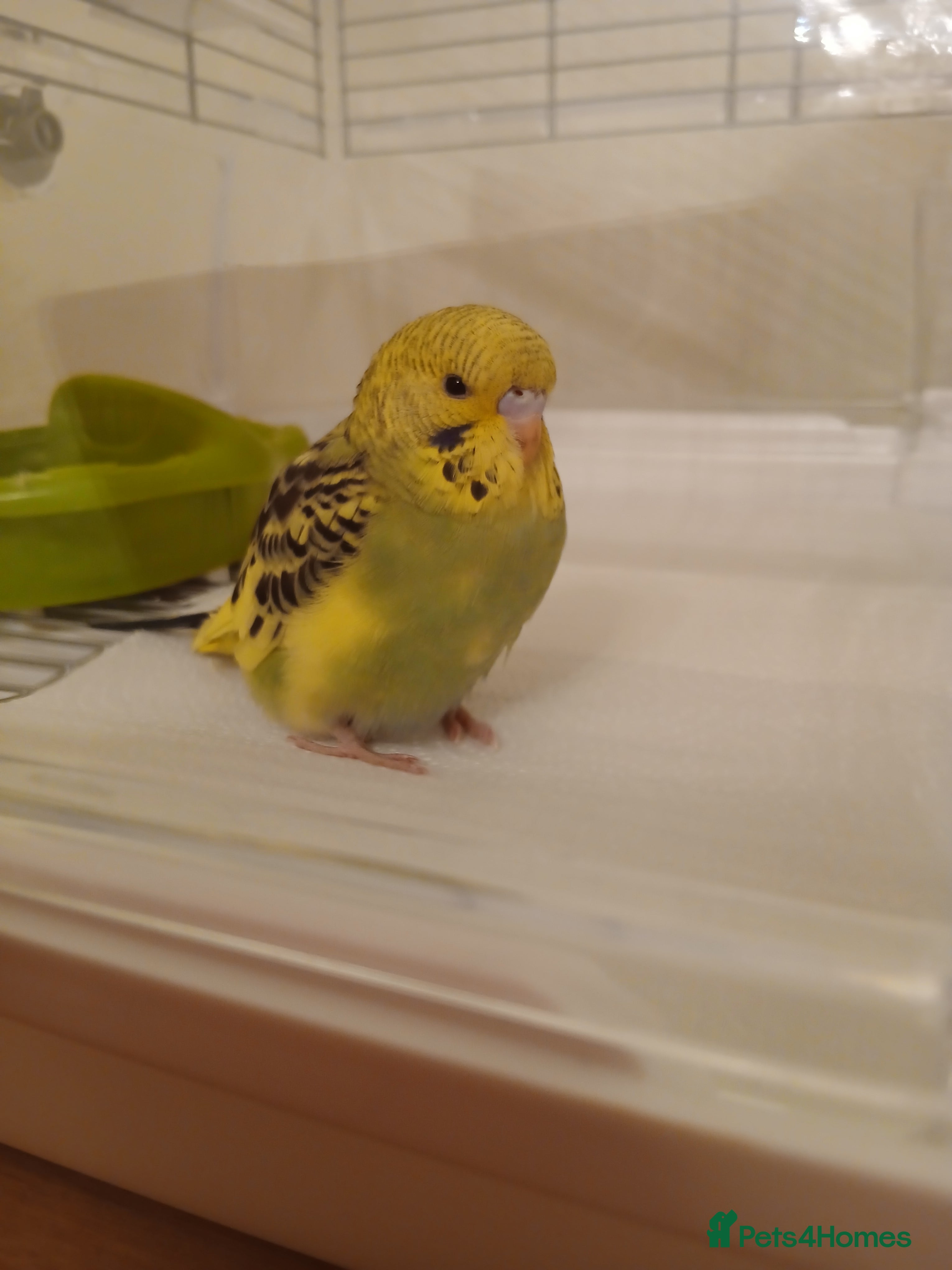 Budgerigars birds Female Budgie in Houghton le Spring - Advert 3