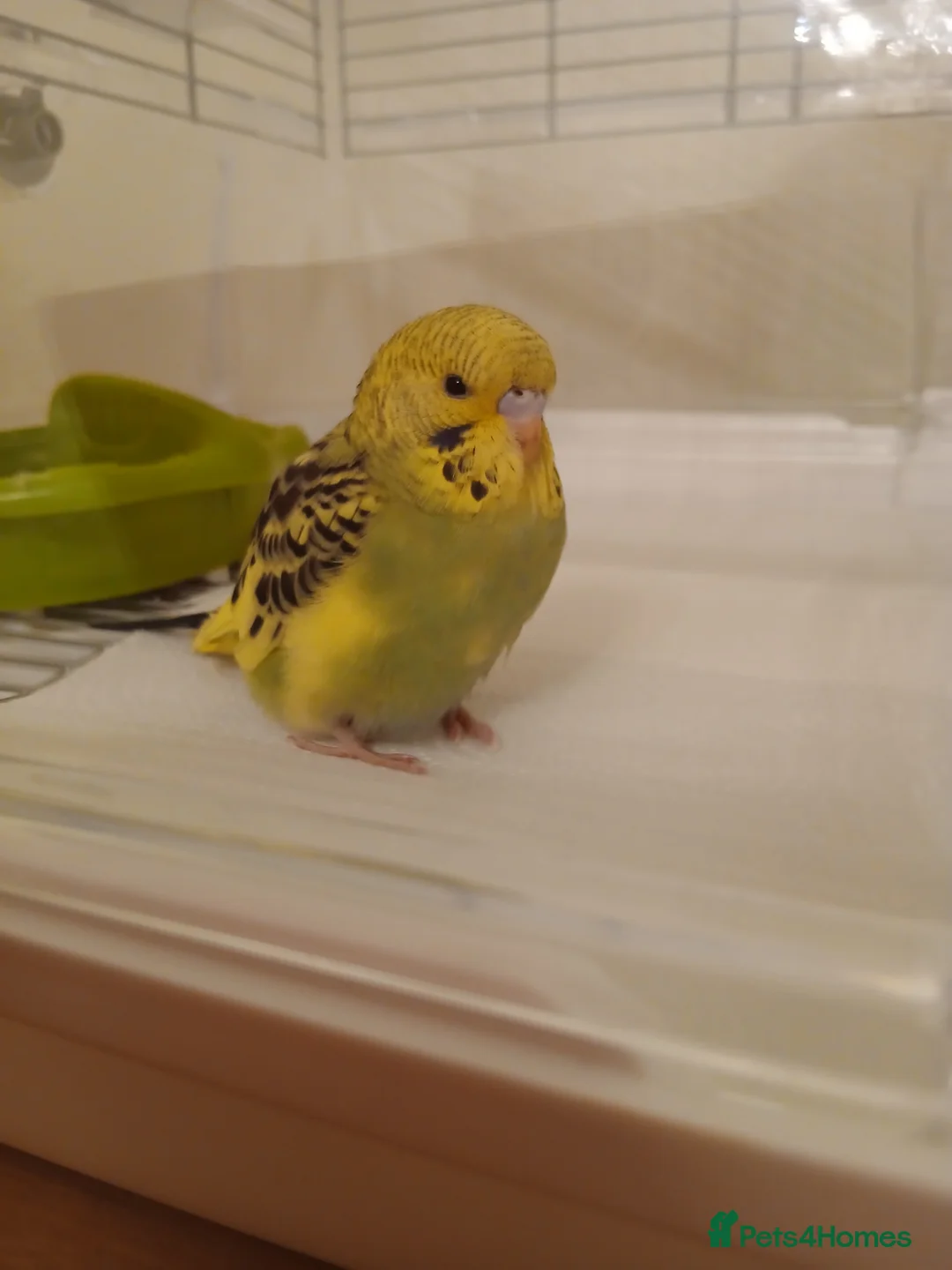 Budgerigars birds for sale: Female Budgie in Houghton le Spring - Advert 1