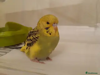 Budgerigars birds Female Budgie in Houghton le Spring - Advert 3