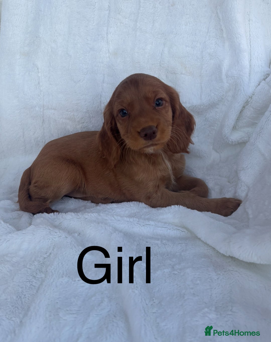 Cocker Spaniel dogs for sale: Gorgeous red cocker spaniels puppies  - Image 14