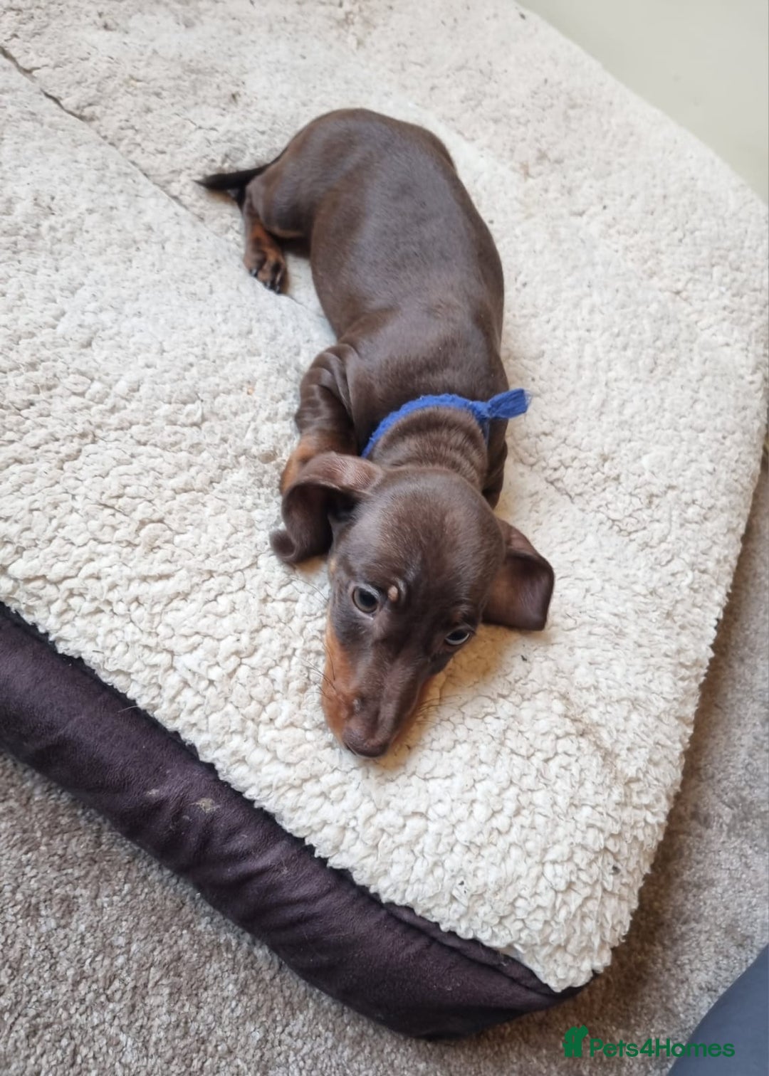 Miniature Dachshund dogs for sale: Gorgeous Mini Smooth Dachshunds Ready Now - Image 13