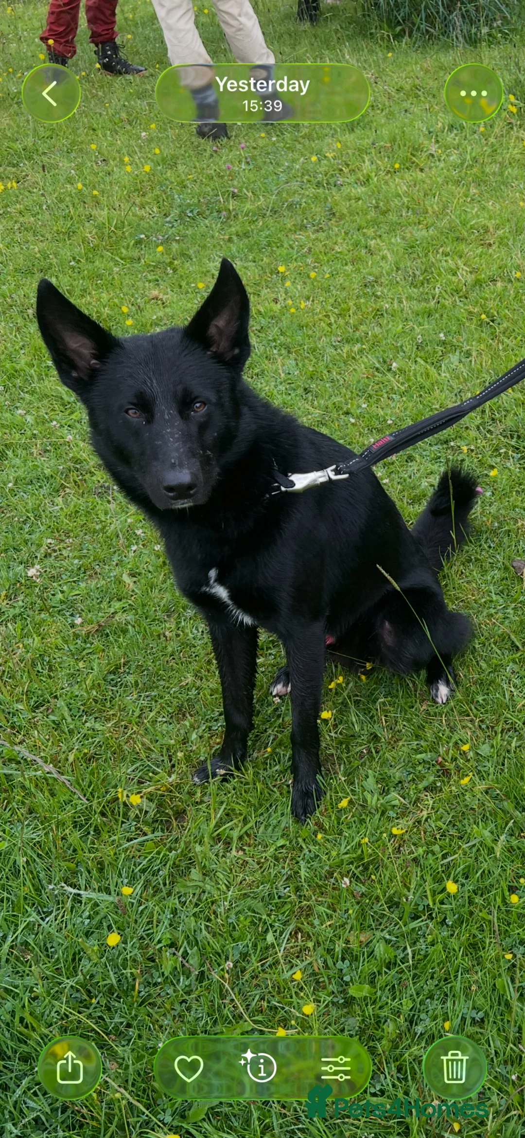 Mixed Breed dogs for sale: Koba  - Advert 2