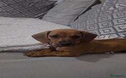 Dachshund dogs for sale: Sad sale of Female dachshund with all her stuff - Image 4