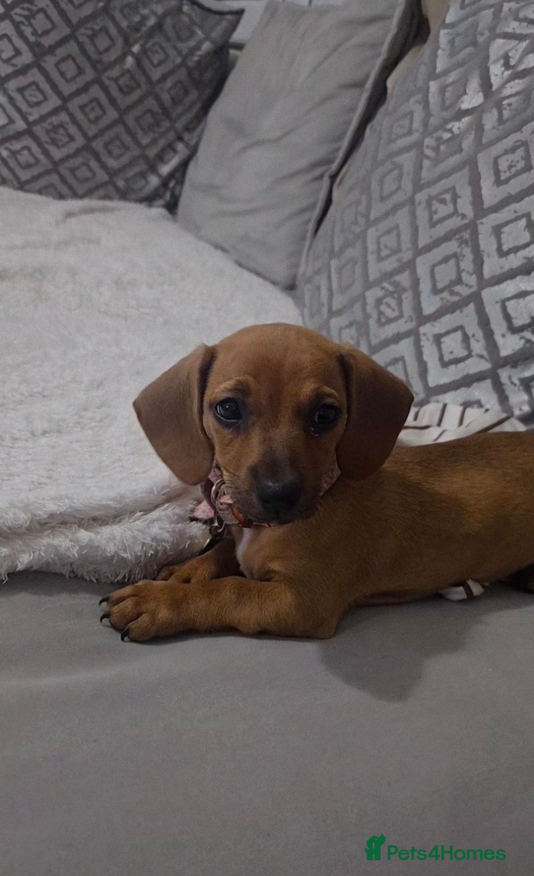 Dachshund dogs for sale: Sad sale of Female dachshund with all her stuff - Image 4