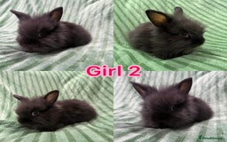 Mini Lion Lop rabbits for sale: 5 fluffy baby rabbits and an adult doe - Image 4