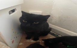 Mixed Breed cats for sale: British shorthair cross kittens available  - Image 5