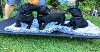 Labrador Retriever dogs - Advert 15