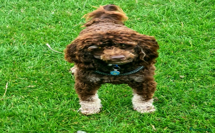 Toy Poodle dogs - Advert 1
