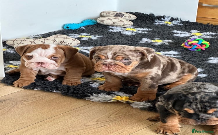 English Bulldog dogs - Advert 1