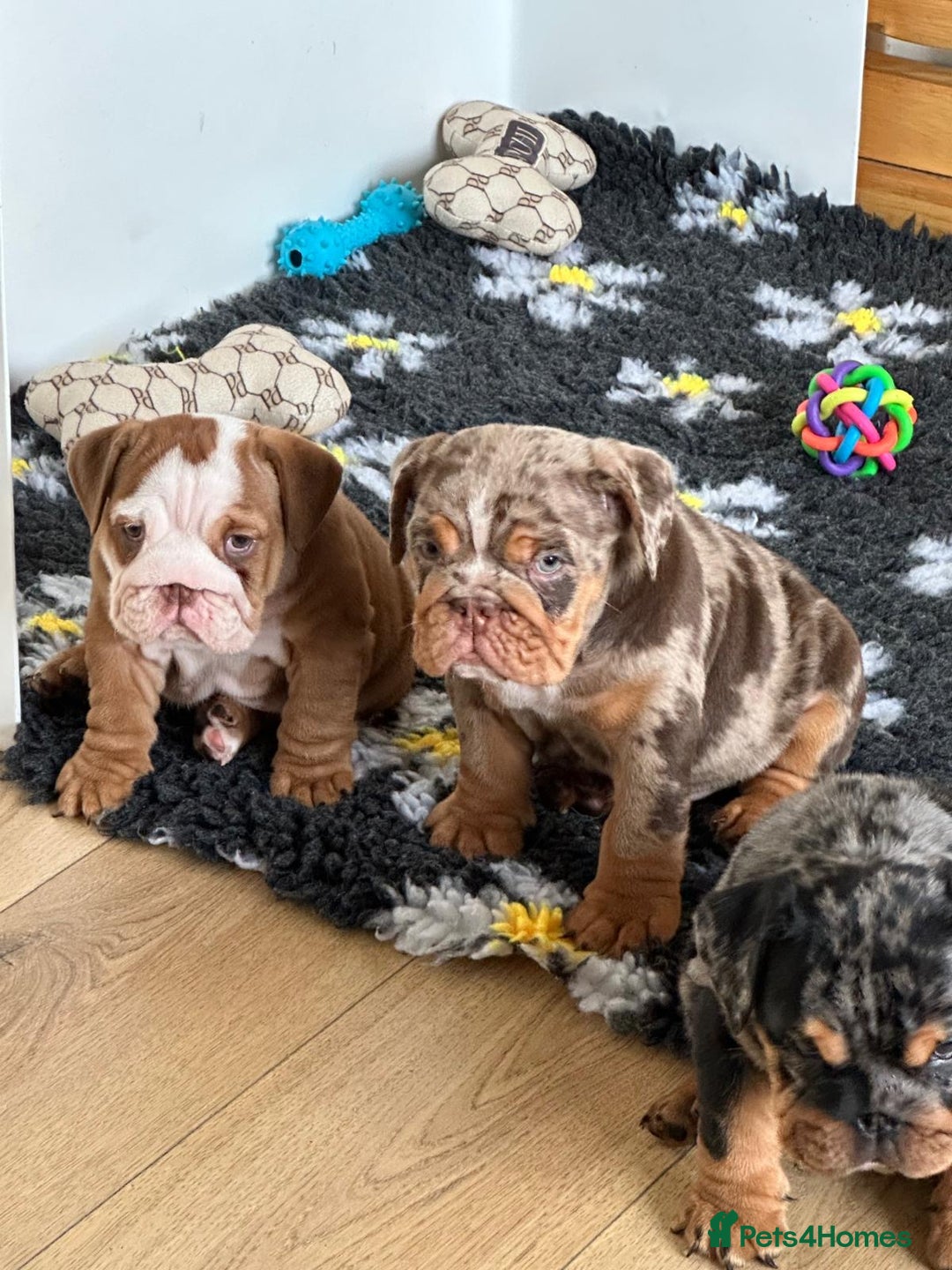 English Bulldog dogs for sale: READY TO LEAVE STUNNING ENGLISH BULLDOGS  - Image 1