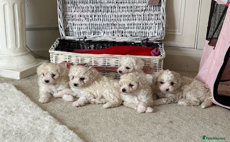 Poochon dogs - Advert 6