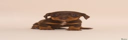 Miniature Dachshund dogs for sale: True Miniature Dachshund Puppies - Advert 12