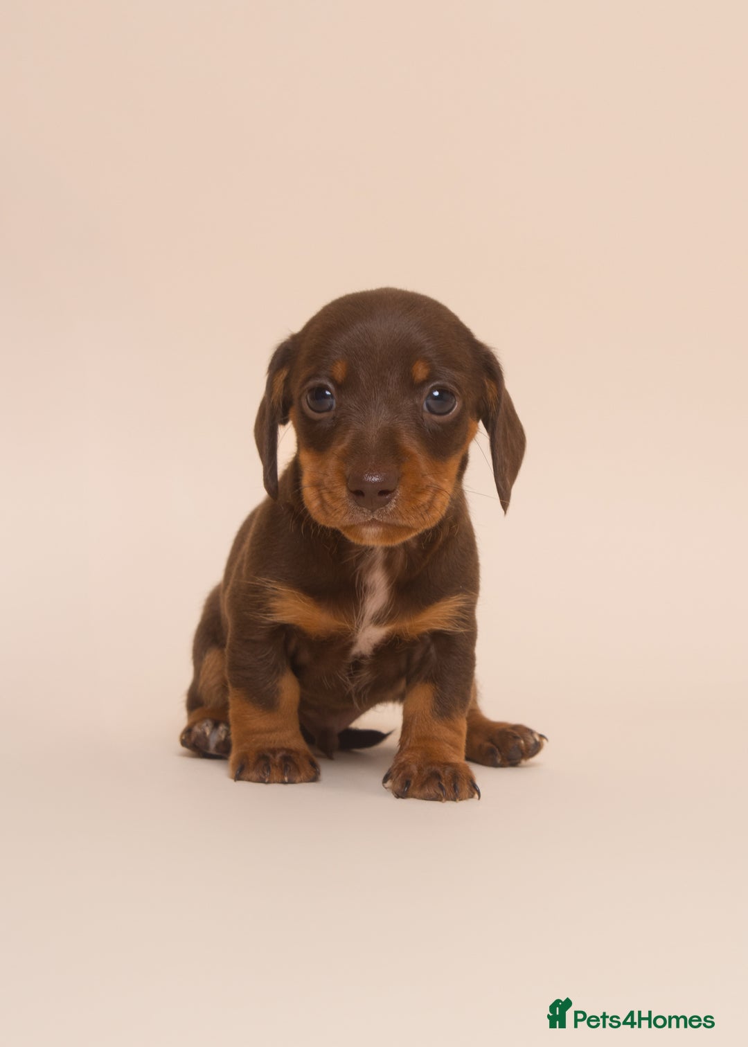 Miniature Dachshund dogs for sale: True Miniature Dachshund Puppies - Advert 12