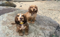 Cocker Spaniel dogs for sale: Cocker Spaniel Pups, KC, Health Tested, Champ Line - Image 23