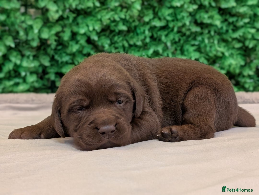 Labrador Retriever dogs for sale: CHUNKY BLACK AND CHOCOLATE PEDIGREE LABS - Image 5