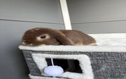 Mini Lop rabbits for sale: Stunning mini lops  - Image 6