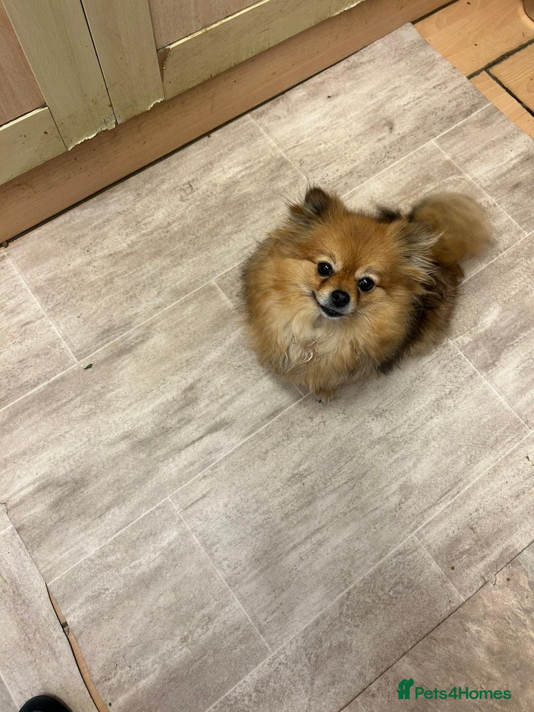 Pomeranian dogs for sale: Blue girl pomeranian - Advert 7