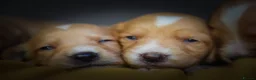 Cockerdor dogs for sale: Beautiful Dark Red Cockerdors DNAClear in Sleaford - Advert 6