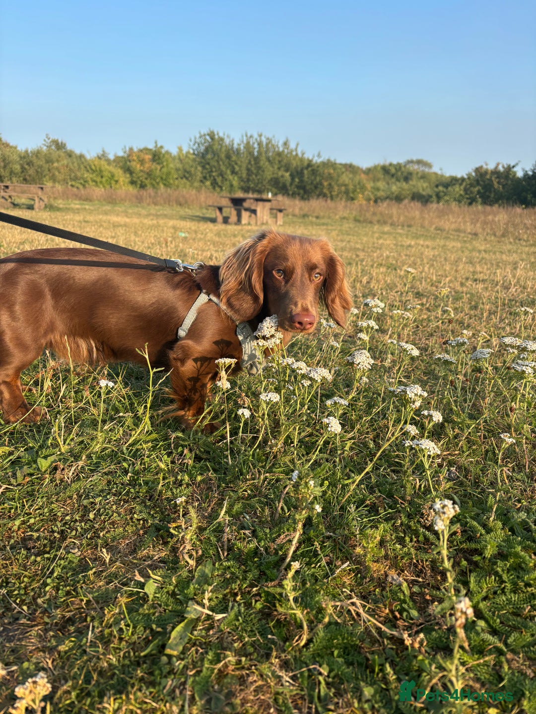 Miniature Dachshund dogs for stud: Long haired miniature dachshund stud - Advert 14