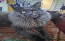 Maine Coon cats for sale: maine coon  - Advert 2