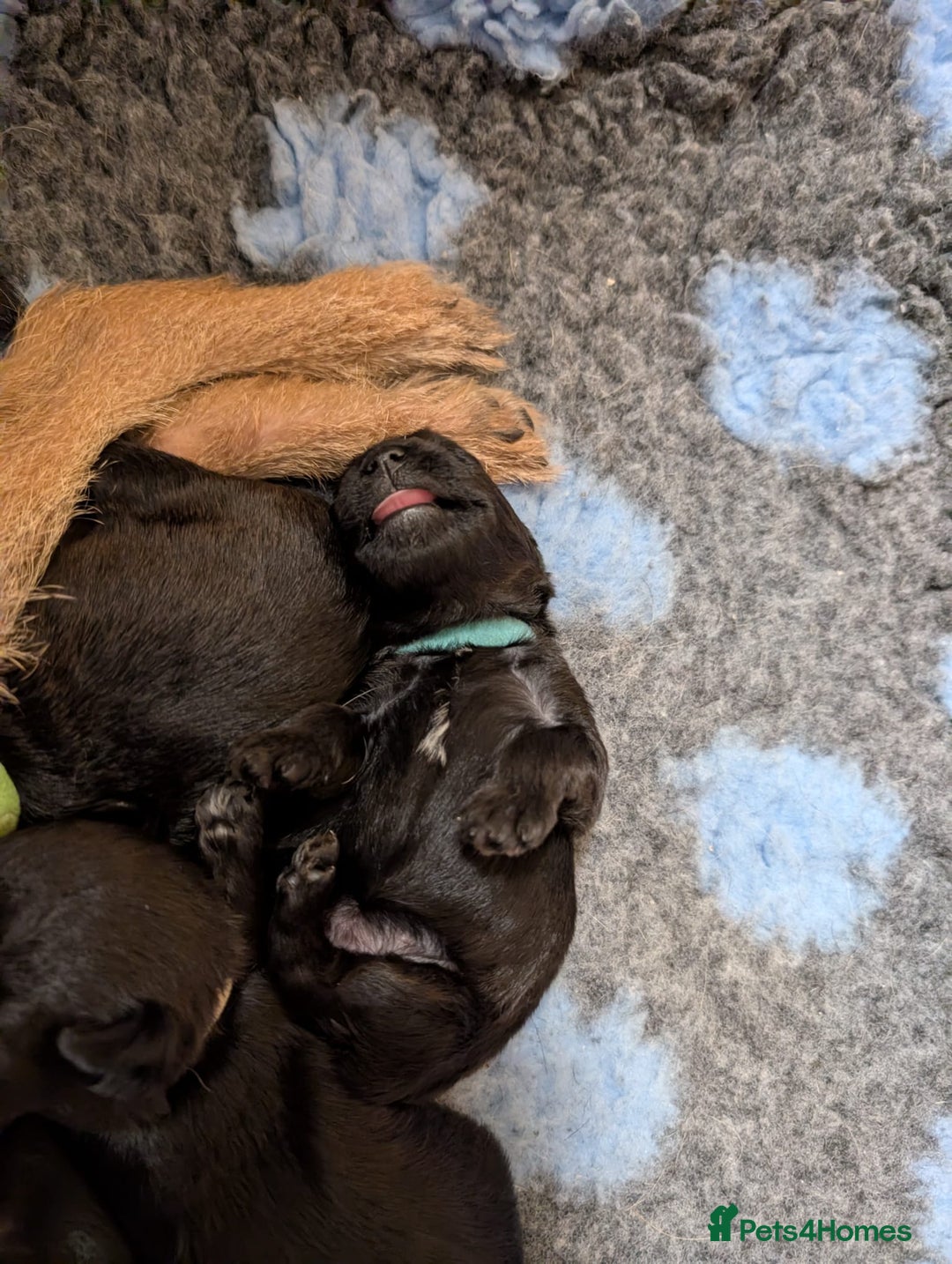 Mixed Breed dogs for sale: Beautiful Border terrier/Patterdale terrier pups - Advert 22