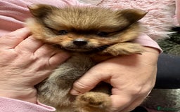 Pomeranian dogs for sale: Adorable Pomeranian Puppies – Orange Sable - Image 2