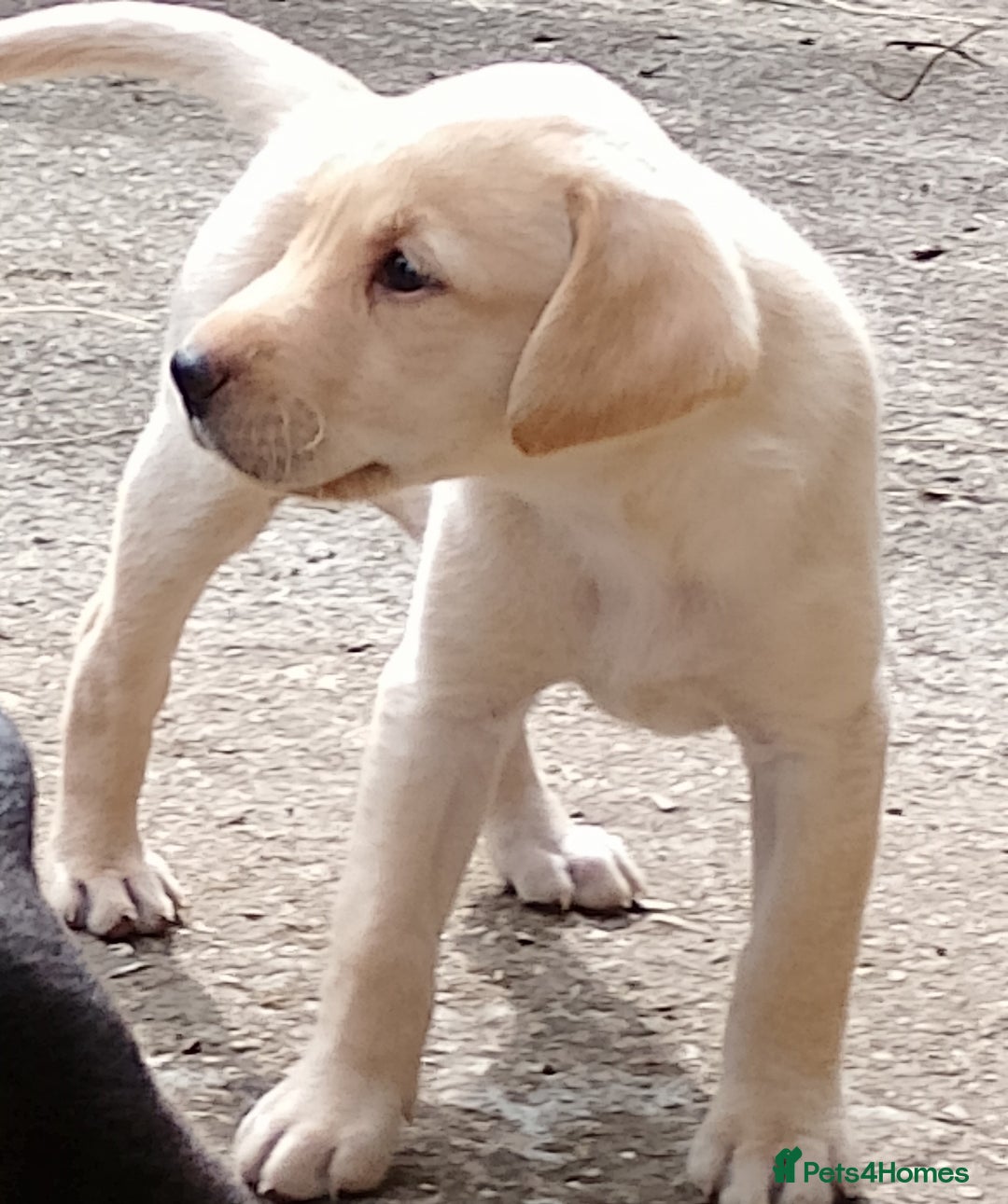 Labrador Retriever dogs for sale: Loving active homes wanted in Axminster - Image 23