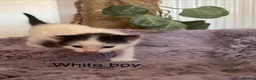 Mixed Breed cats for sale: Fluffy black and white kittens  - Advert 15