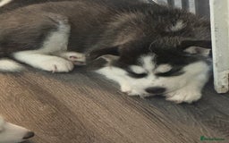 Siberian Husky dogs for sale: Adorable Husky Puppies  - Image 7