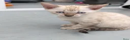 Bengal cats for sale: TICA registered pure bred Bengal kittens  - Advert 6