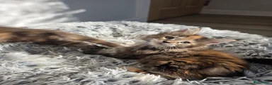 Maine Coon 8 - Female