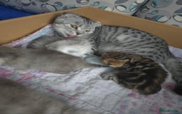 British Shorthair cats for sale: 🥰Beautiful kittens with rare colouring🥰 - Image 15