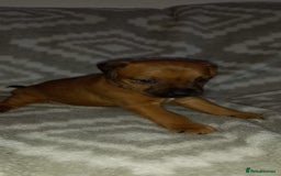Patterdale Terrier dogs for sale: PATTERDALE TERRIER SMOOTH HAIRED MOTHER  - Image 17