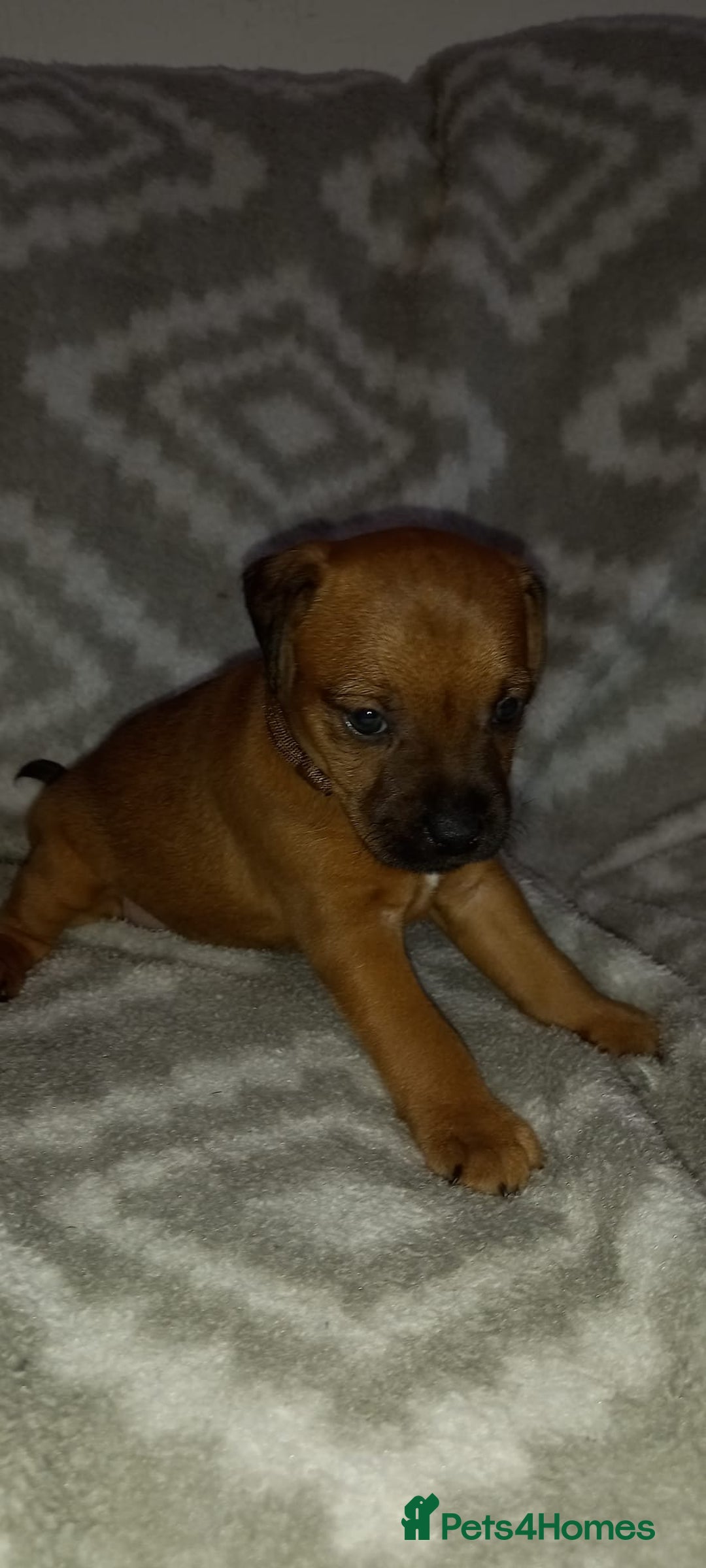 Patterdale Terrier dogs for sale: PATTERDALE TERRIER SMOOTH HAIRED MOTHER  - Image 17