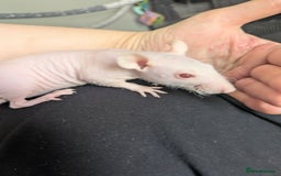 Rat rodents for sale: Baby rats  - Image 6