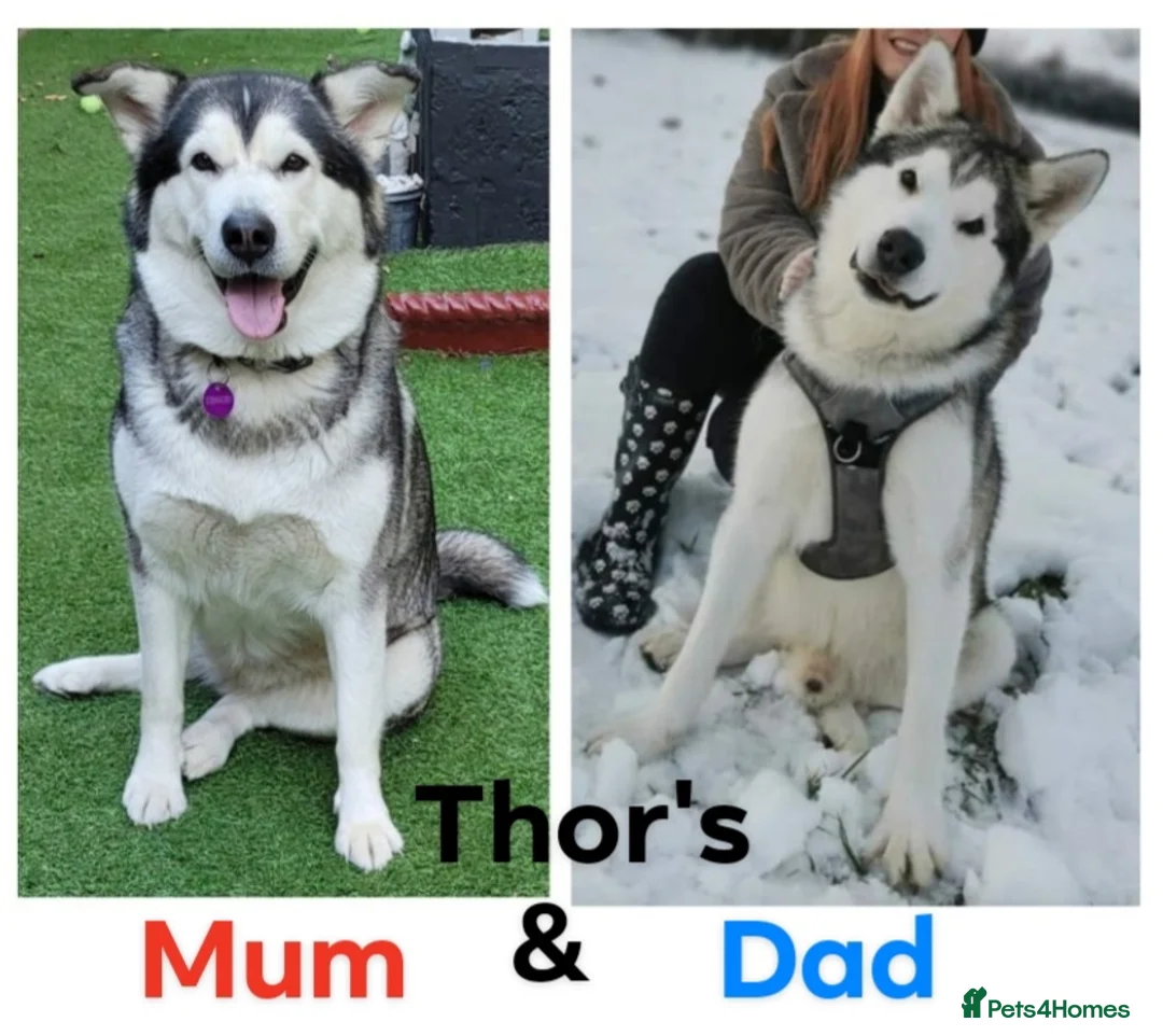 Alaskan Malamute dogs for stud: "Proven" Alaskan malamute for stud  in Sheffield - Advert 17