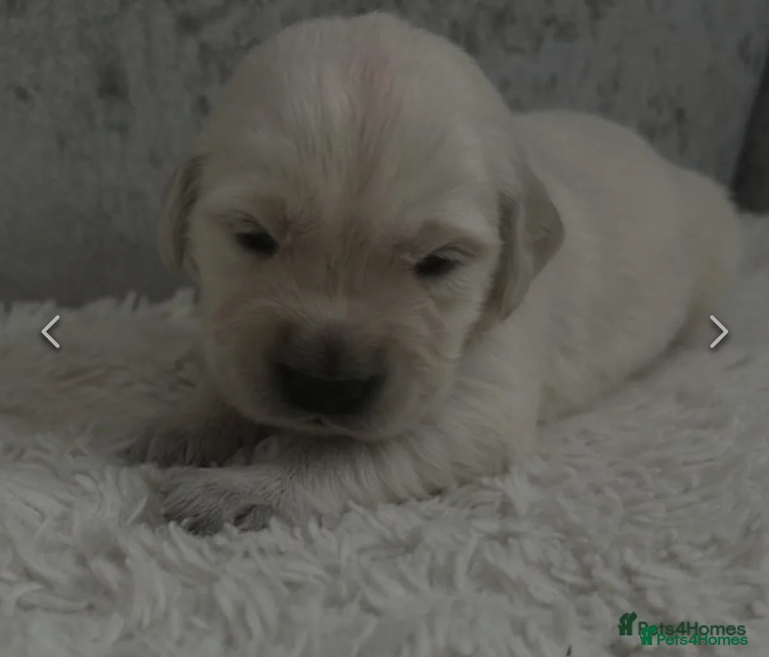 Golden Retriever dogs for stud: Gorgeous Proven KC Golden Retriever Stud in Bristol - Advert 12