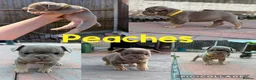 Mixed Breed dogs for sale: French x English bulldogs - Advert 7