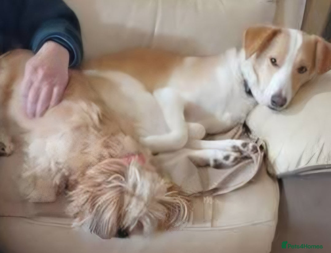 Mixed Breed dogs for sale: HONEY 🍯 Is looking for a forever home - Advert 3