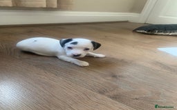 Jack Russell dogs for sale: Lovely miniature jack Russell pups - Image 2