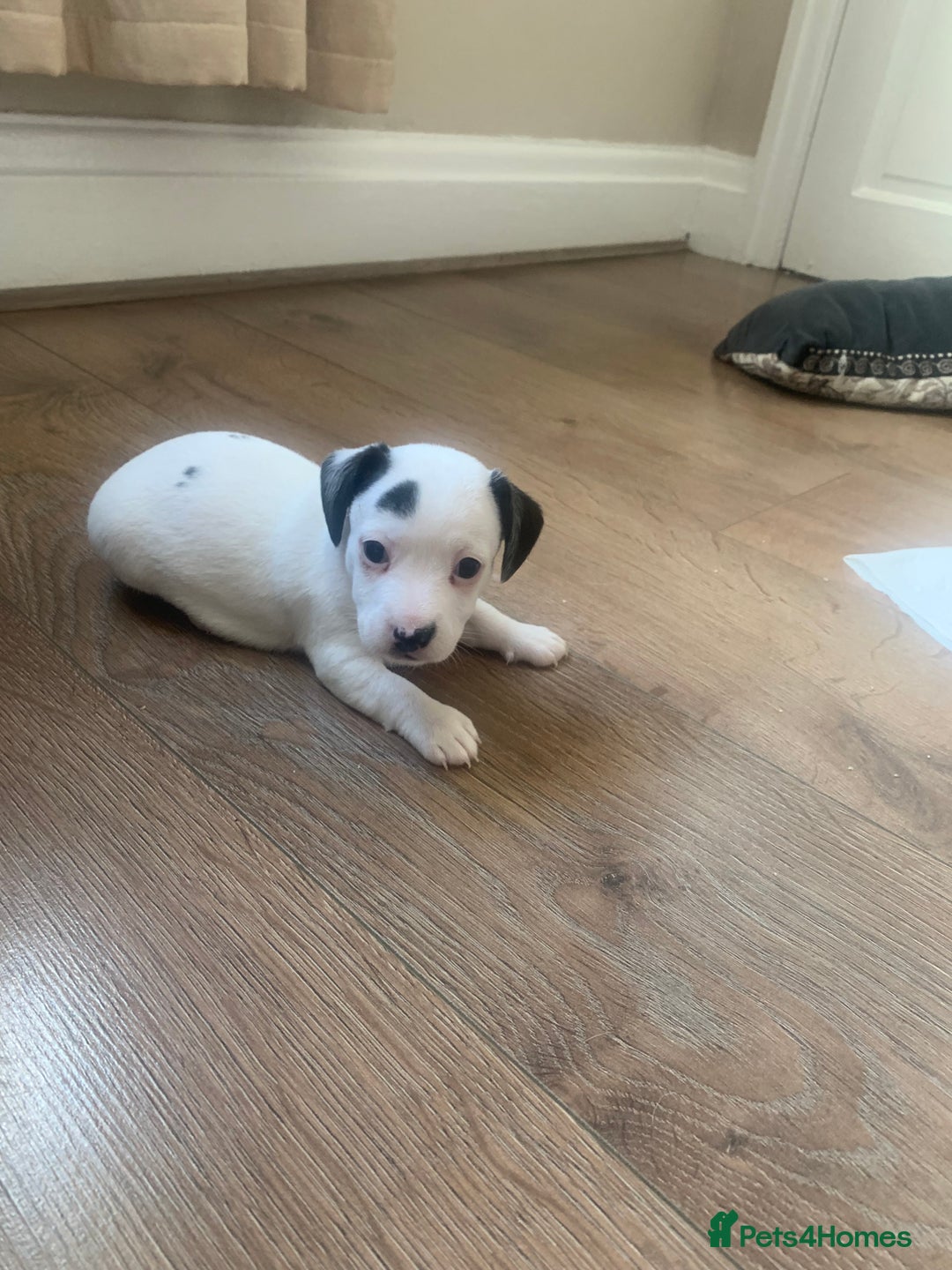 Jack Russell dogs for sale: Lovely miniature jack Russell pups - Image 2