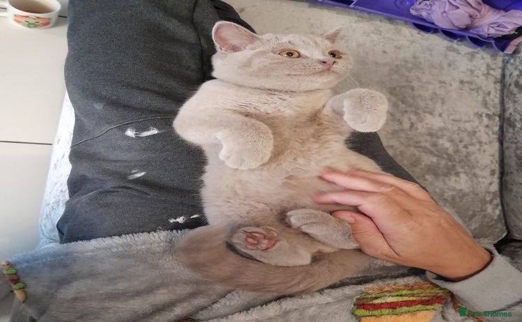 British Shorthair cats in Barnsley - Advert 3
