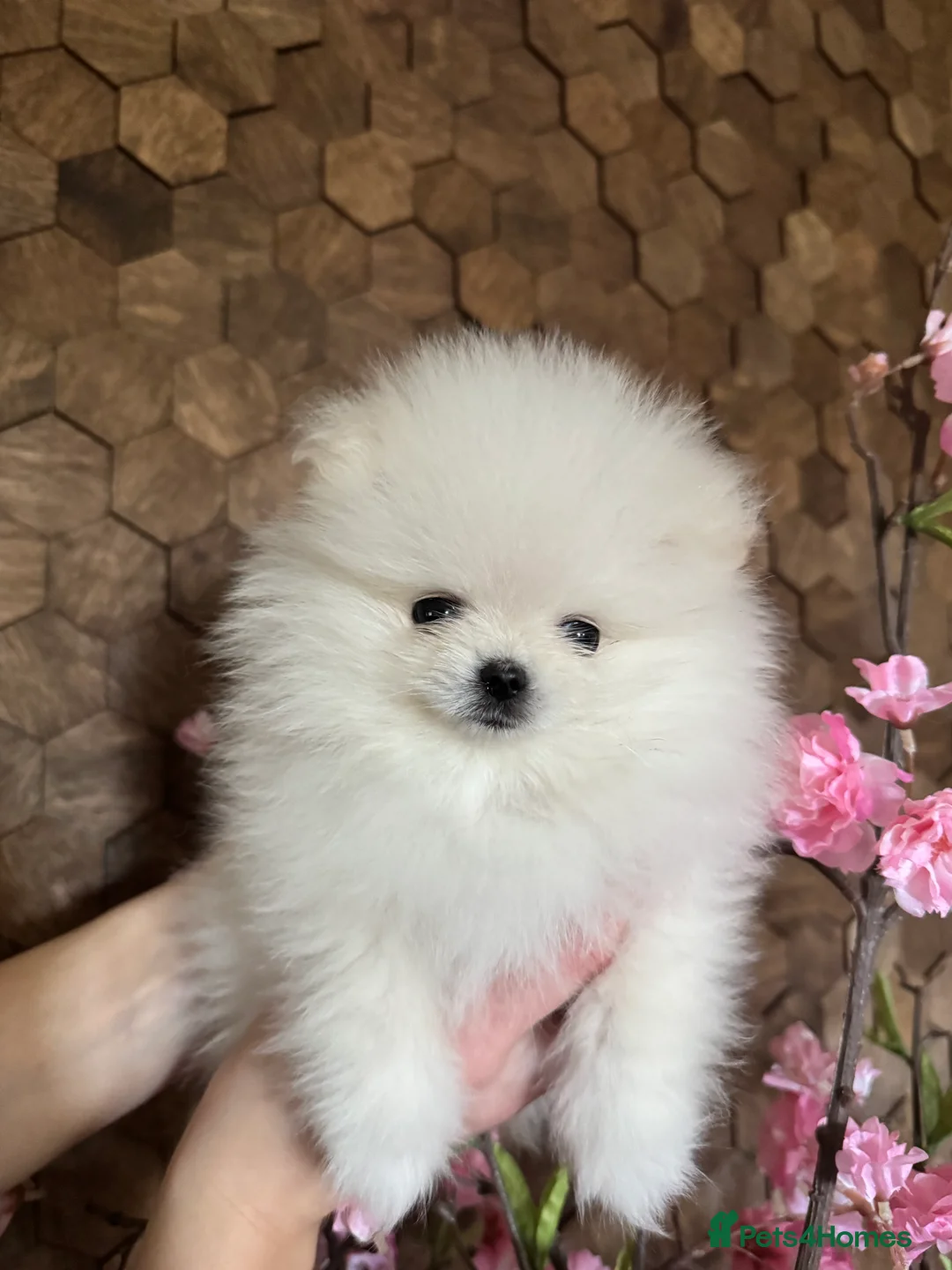 Pomeranian dogs for sale: 2 beautiful Pomeranians  - Advert 4