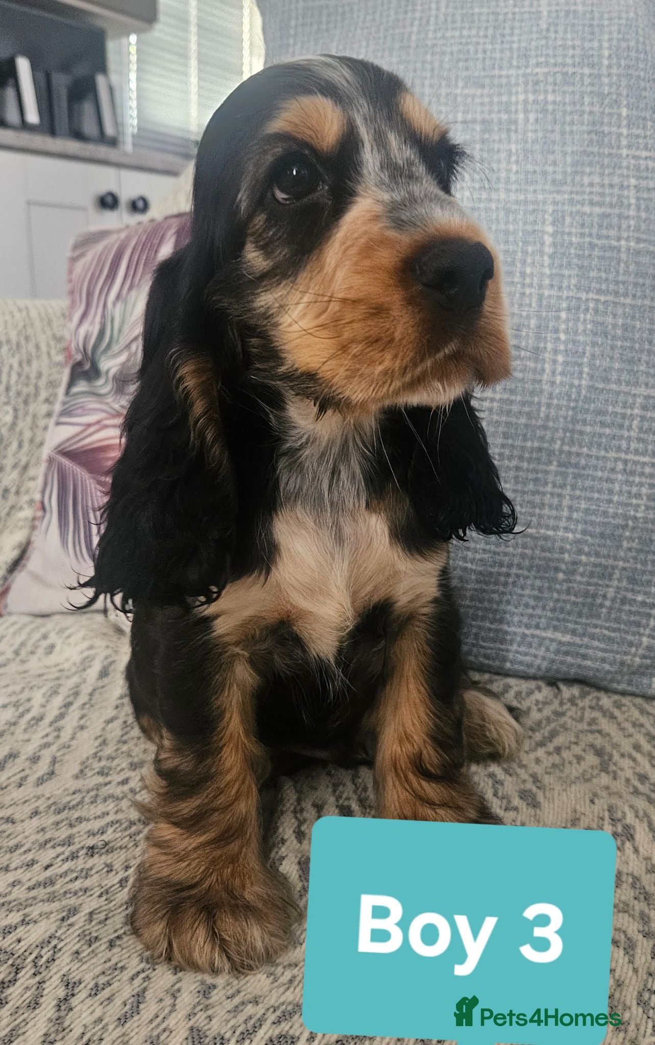 Cocker Spaniel dogs Ready to go 3boys 1 girl Left Show cocker spaniels - Advert 1
