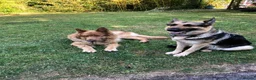 German Shepherd dogs for sale: Beautiful GSD puppies  - Advert 6