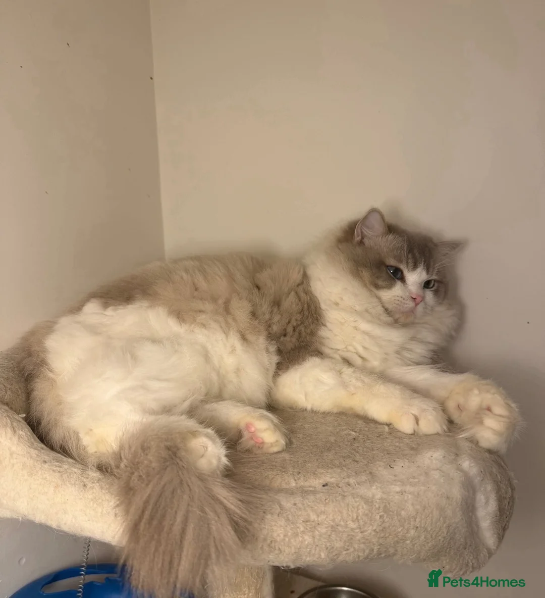 Ragdoll cats for sale: European Ragdoll bi colour  - Advert 8
