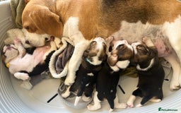 Beagle dogs for sale: 2 Beagle Girl Pups left -(KC Reg), Champ Bloodline - Image 7