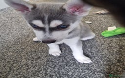 Siberian Husky dogs for sale: 4 lovely husky puppies for sale  - Image 21