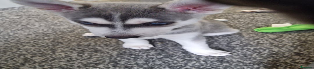 Siberian Husky Puppy 3
