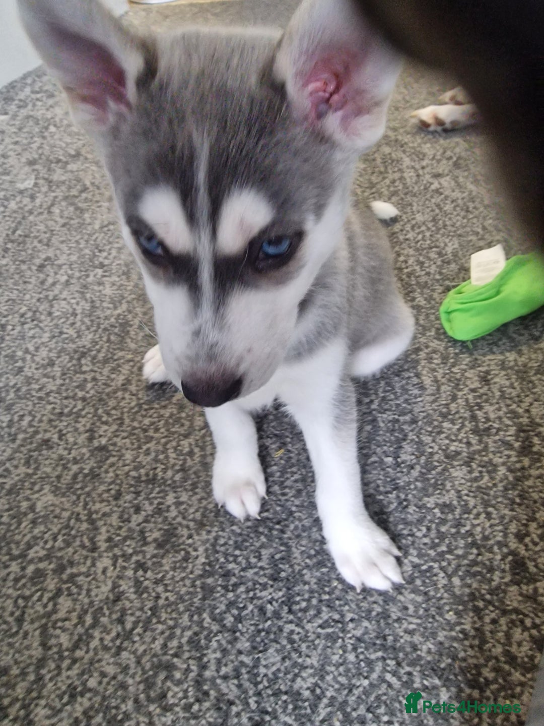 Siberian Husky dogs for sale: 4 lovely husky puppies for sale  - Image 21